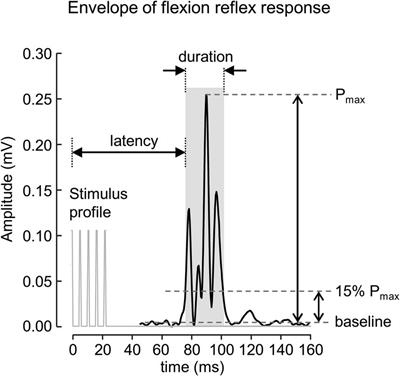 Sex hormone mediated change on flexion reflex
